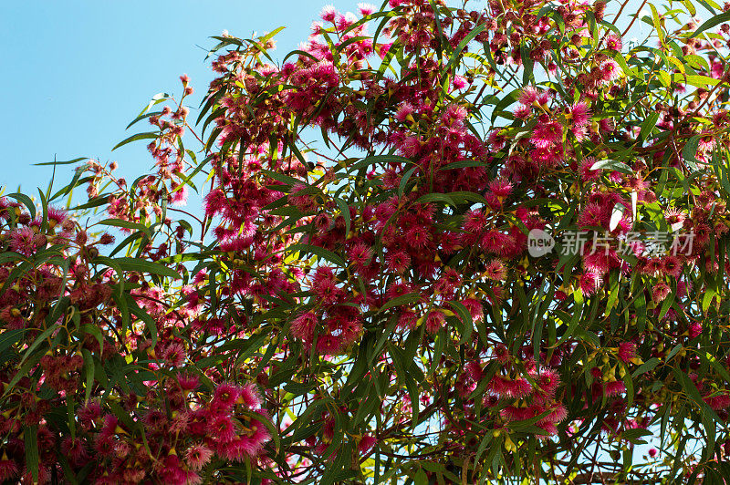 红花桉树桉树现在被称为Corymbia ptychocarpa澳大利亚本土红花桉树
